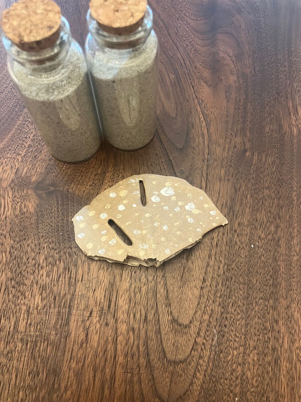 A natural sand dollar