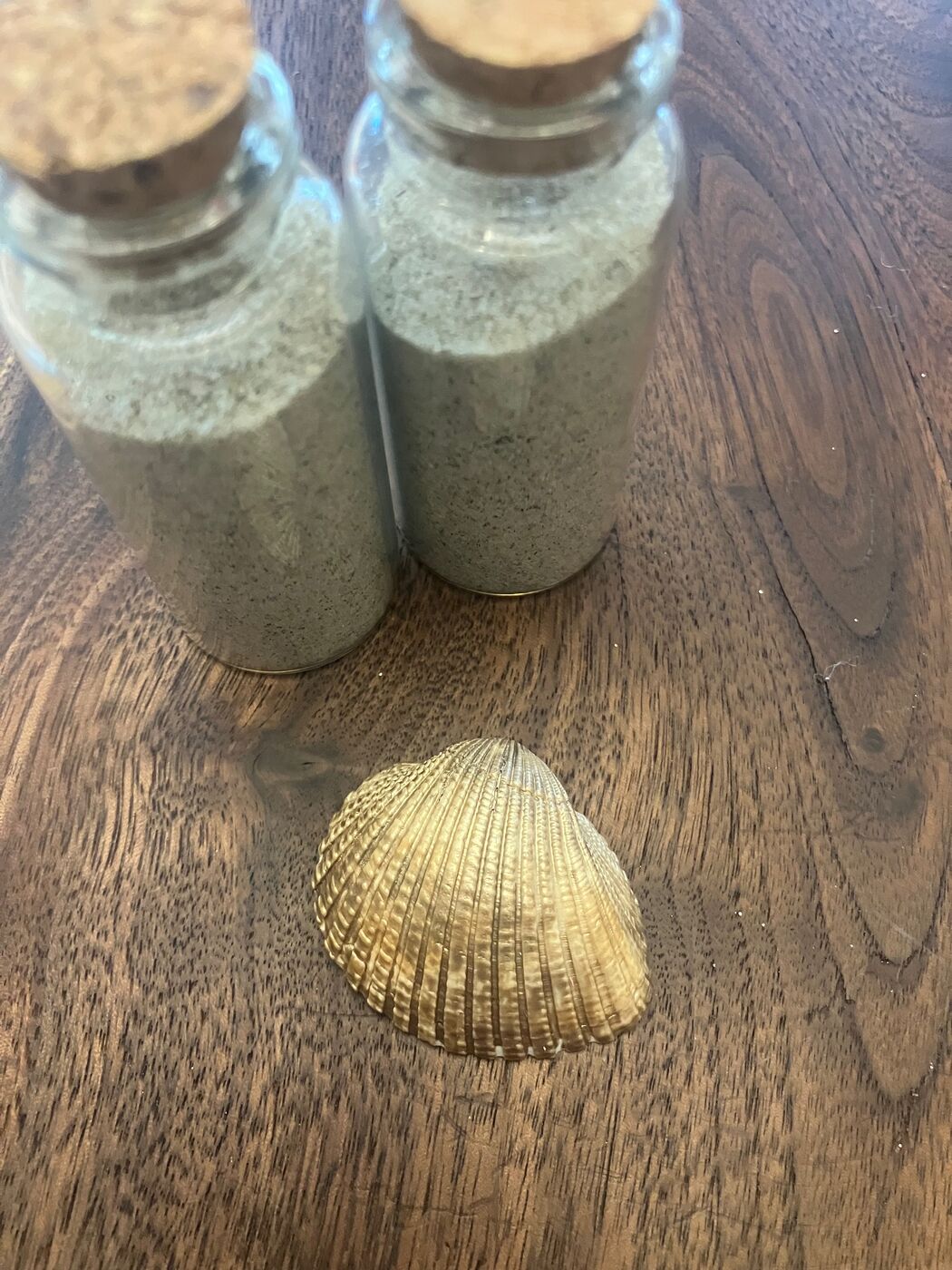 A golden natural scallop shell